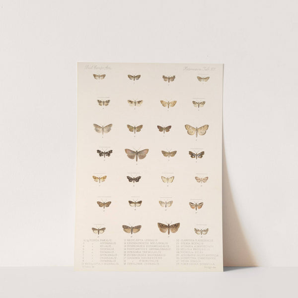 Insecta Lepidoptera-Heterocera Pl 101 by Frederick DuCane Godman