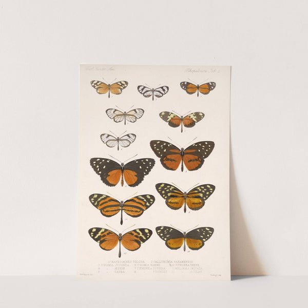 Insecta Lepidoptera-Rhopalocera Pl 002 by Frederick DuCane Godman