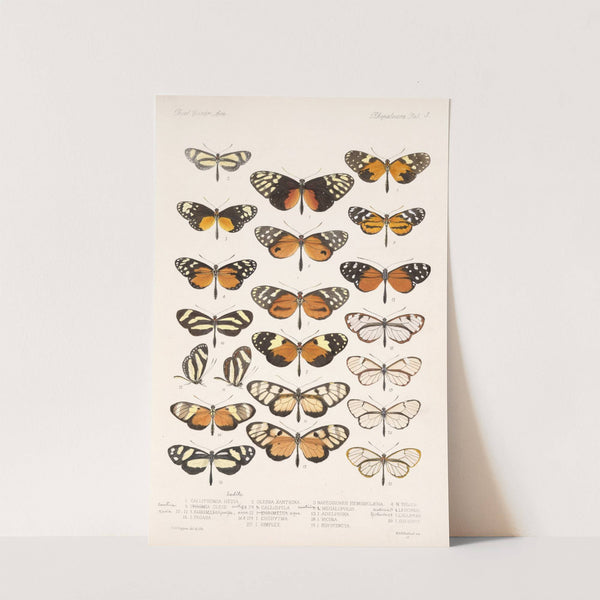 Insecta Lepidoptera-Rhopalocera Pl 003 by Frederick DuCane Godman