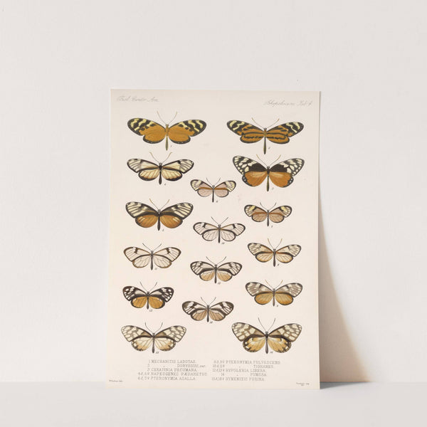 Insecta Lepidoptera-Rhopalocera Pl 004 by Frederick DuCane Godman