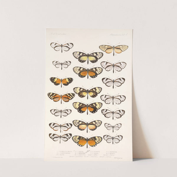 Insecta Lepidoptera-Rhopalocera Pl 005 by Frederick DuCane Godman