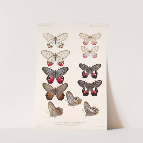 Insecta Lepidoptera-Rhopalocera Pl 006 by Frederick DuCane Godman