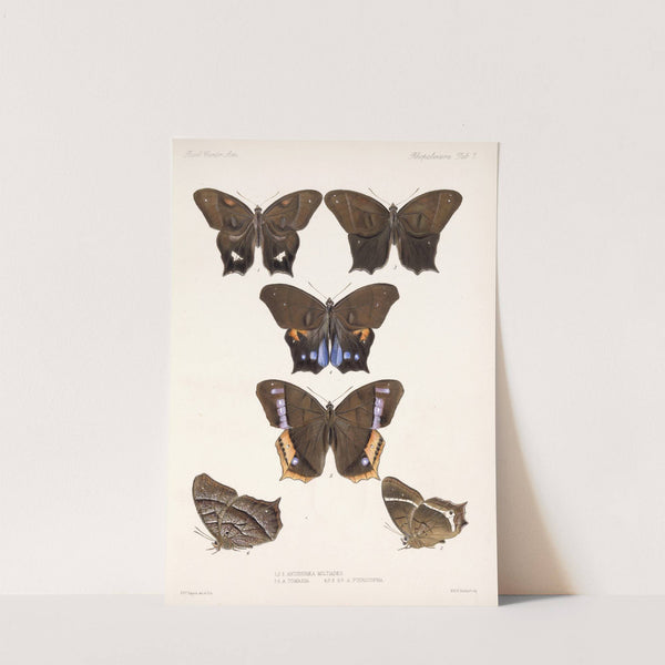 Insecta Lepidoptera-Rhopalocera Pl 007 by Frederick DuCane Godman