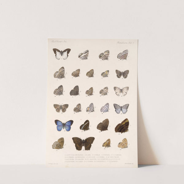 Insecta Lepidoptera-Rhopalocera Pl 008 by Frederick DuCane Godman