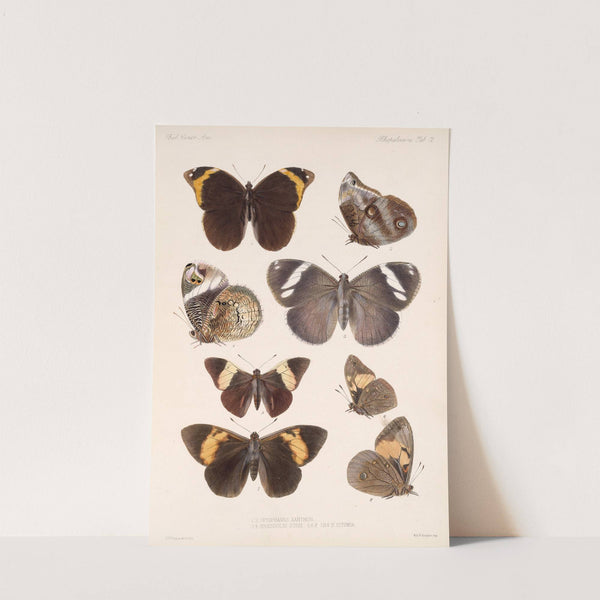 Insecta Lepidoptera-Rhopalocera Pl 012 by Frederick DuCane Godman