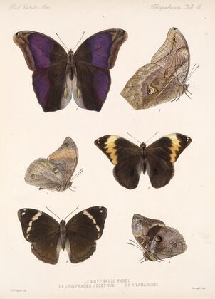 Insecta Lepidoptera-Rhopalocera Pl 013 — size preview