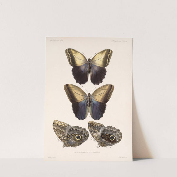 Insecta Lepidoptera-Rhopalocera Pl 014 by Frederick DuCane Godman