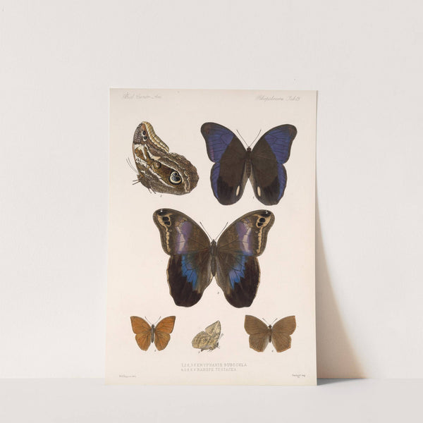 Insecta Lepidoptera-Rhopalocera Pl 015 by Frederick DuCane Godman