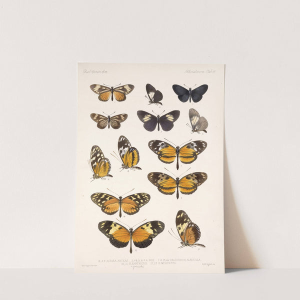 Insecta Lepidoptera-Rhopalocera Pl 016 by Frederick DuCane Godman