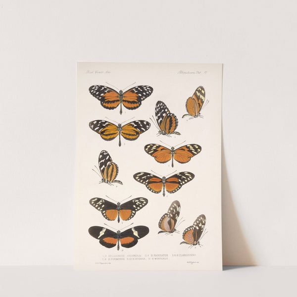 Insecta Lepidoptera-Rhopalocera Pl 017 by Frederick DuCane Godman