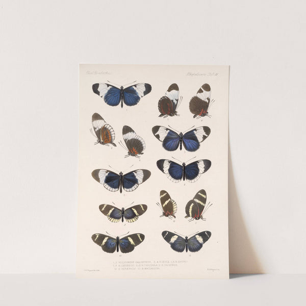 Insecta Lepidoptera-Rhopalocera Pl 018 by Frederick DuCane Godman