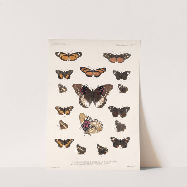 Insecta Lepidoptera-Rhopalocera Pl 019 by Frederick DuCane Godman