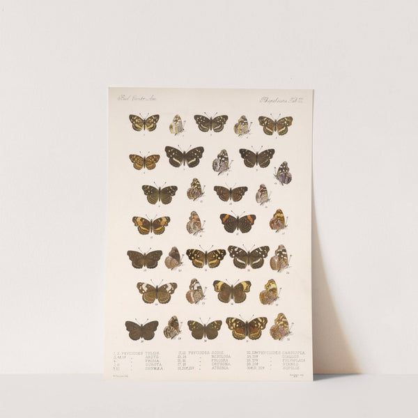 Insecta Lepidoptera-Rhopalocera Pl 022 by Frederick DuCane Godman