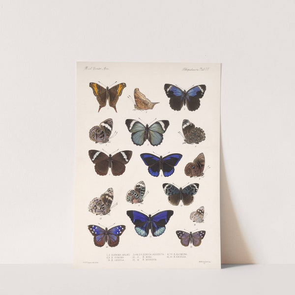 Insecta Lepidoptera-Rhopalocera Pl 023 by Frederick DuCane Godman