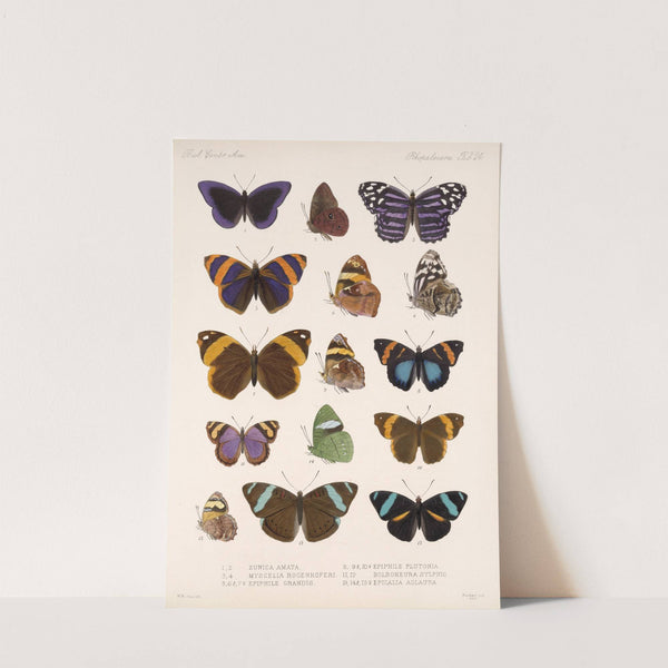 Insecta Lepidoptera-Rhopalocera Pl 024 by Frederick DuCane Godman