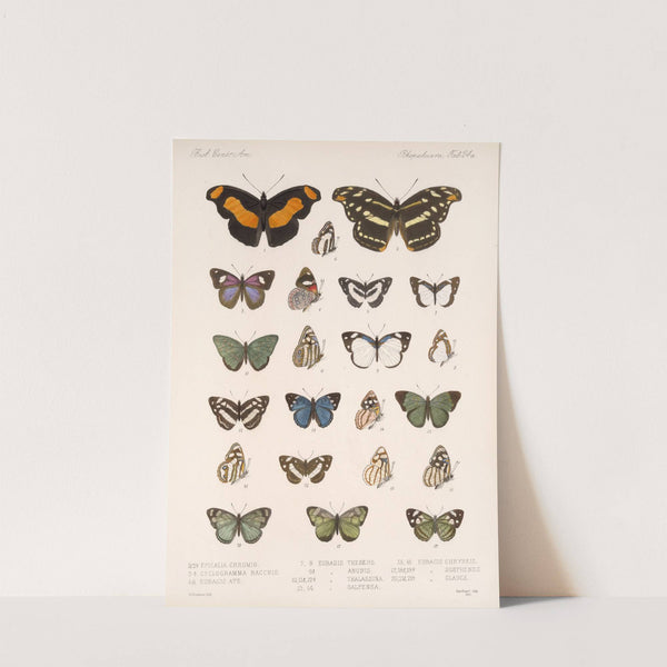 Insecta Lepidoptera-Rhopalocera Pl 025 by Frederick DuCane Godman