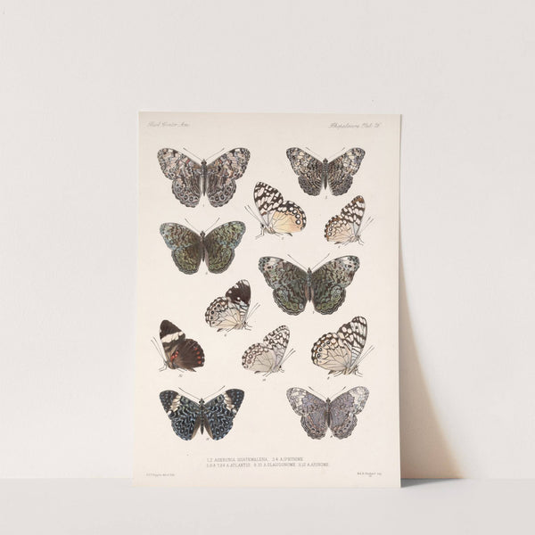 Insecta Lepidoptera-Rhopalocera Pl 027 by Frederick DuCane Godman