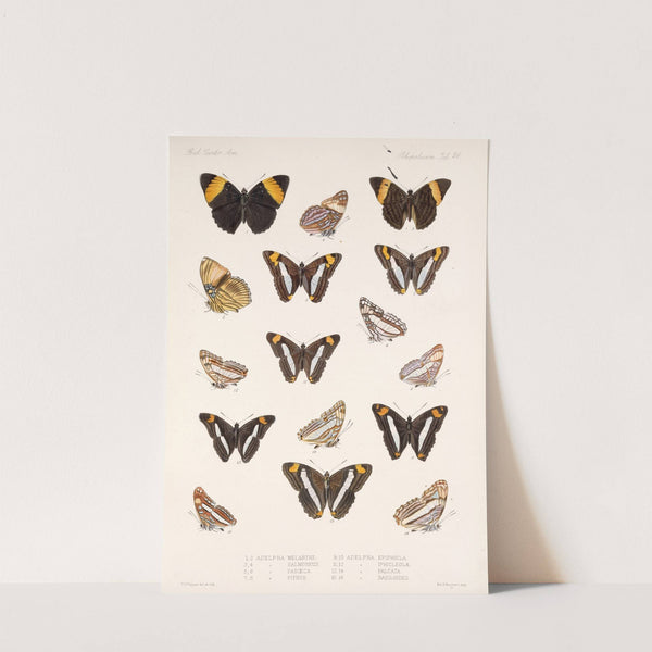 Insecta Lepidoptera-Rhopalocera Pl 029 by Frederick DuCane Godman