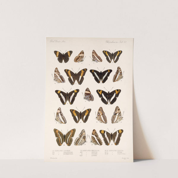 Insecta Lepidoptera-Rhopalocera Pl 030 by Frederick DuCane Godman