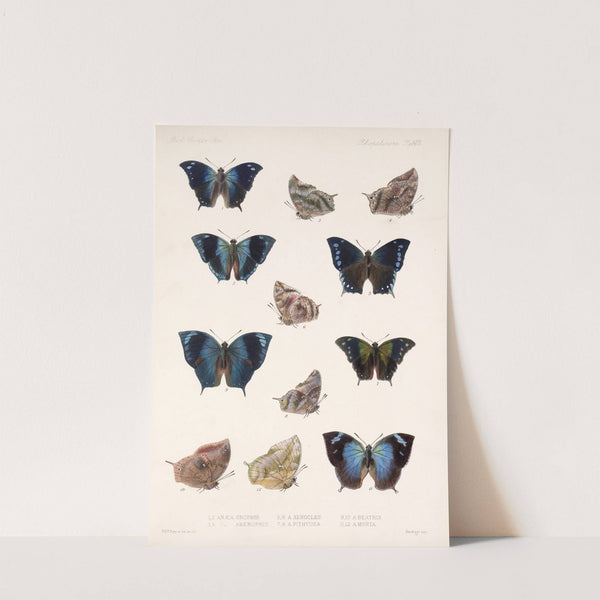 Insecta Lepidoptera-Rhopalocera Pl 033 by Frederick DuCane Godman