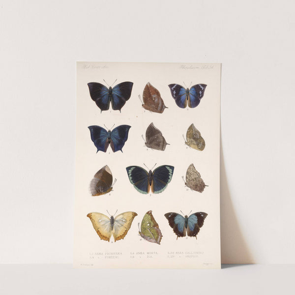 Insecta Lepidoptera-Rhopalocera Pl 035 by Frederick DuCane Godman