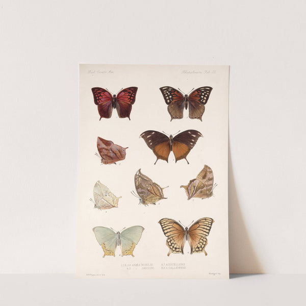 Insecta Lepidoptera-Rhopalocera Pl 036 by Frederick DuCane Godman