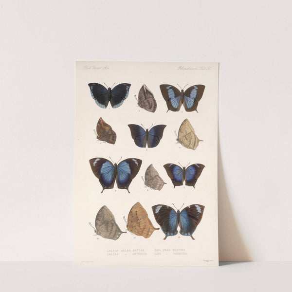 Insecta Lepidoptera-Rhopalocera Pl 037 by Frederick DuCane Godman