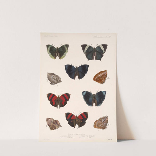 Insecta Lepidoptera-Rhopalocera Pl 038 by Frederick DuCane Godman