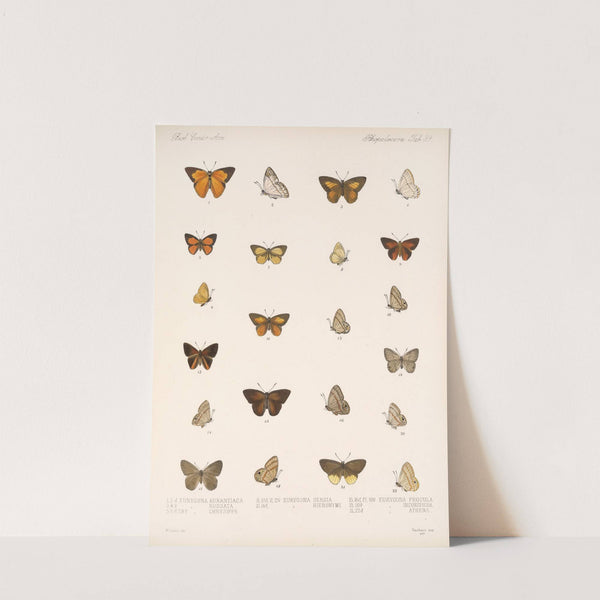 Insecta Lepidoptera-Rhopalocera Pl 040 by Frederick DuCane Godman