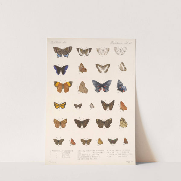 Insecta Lepidoptera-Rhopalocera Pl 044 by Frederick DuCane Godman