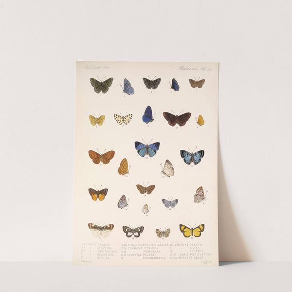 Insecta Lepidoptera-Rhopalocera Pl 045 by Frederick DuCane Godman