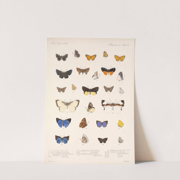 Insecta Lepidoptera-Rhopalocera Pl 048 by Frederick DuCane Godman