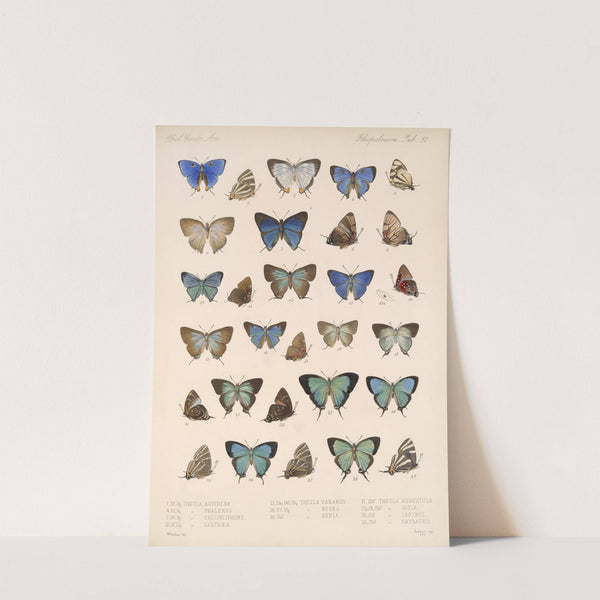 Insecta Lepidoptera-Rhopalocera Pl 051 by Frederick DuCane Godman