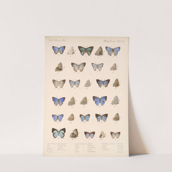 Insecta Lepidoptera-Rhopalocera Pl 054 by Frederick DuCane Godman