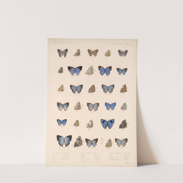 Insecta Lepidoptera-Rhopalocera Pl 055 by Frederick DuCane Godman