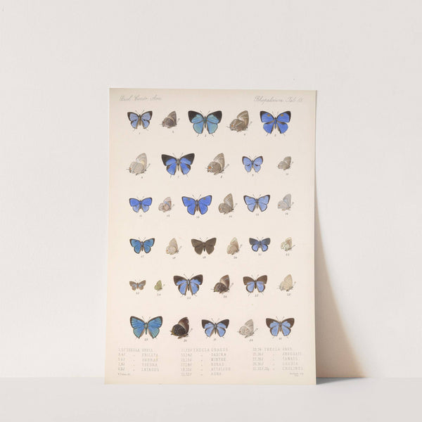 Insecta Lepidoptera-Rhopalocera Pl 056 by Frederick DuCane Godman