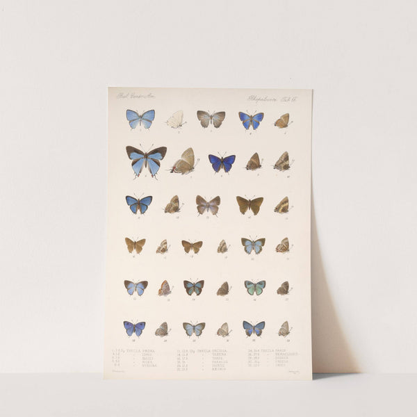 Insecta Lepidoptera-Rhopalocera Pl 057 by Frederick DuCane Godman