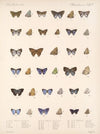 Insecta Lepidoptera-Rhopalocera Pl 058