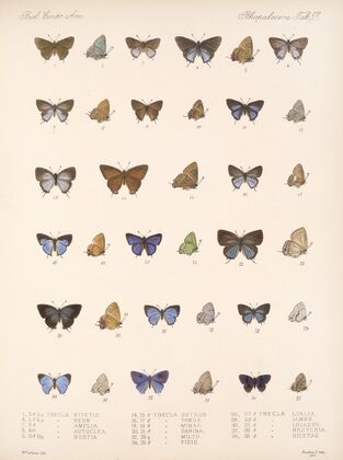 Insecta Lepidoptera-Rhopalocera Pl 058