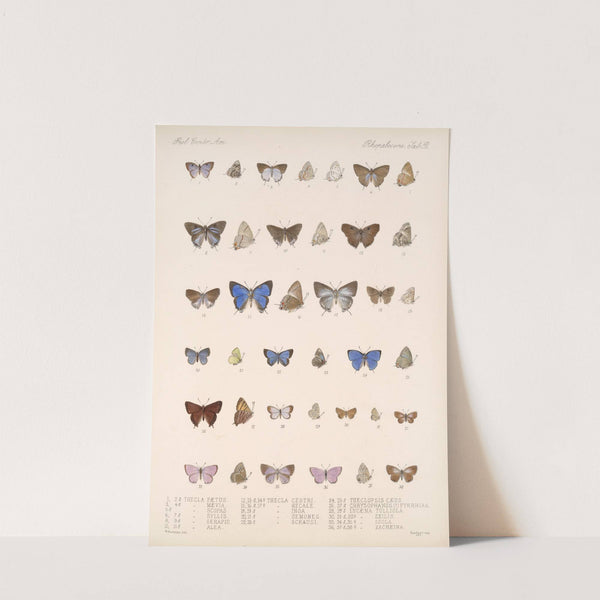 Insecta Lepidoptera-Rhopalocera Pl 059 by Frederick DuCane Godman