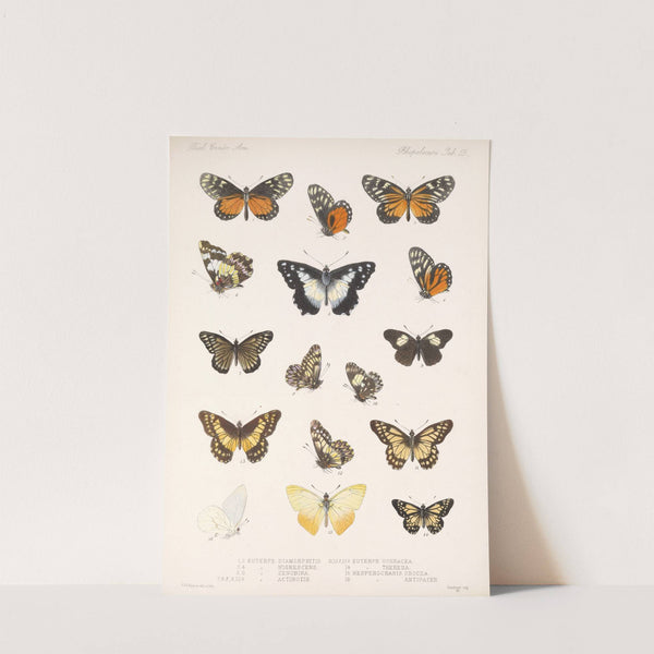 Insecta Lepidoptera-Rhopalocera Pl 060 by Frederick DuCane Godman