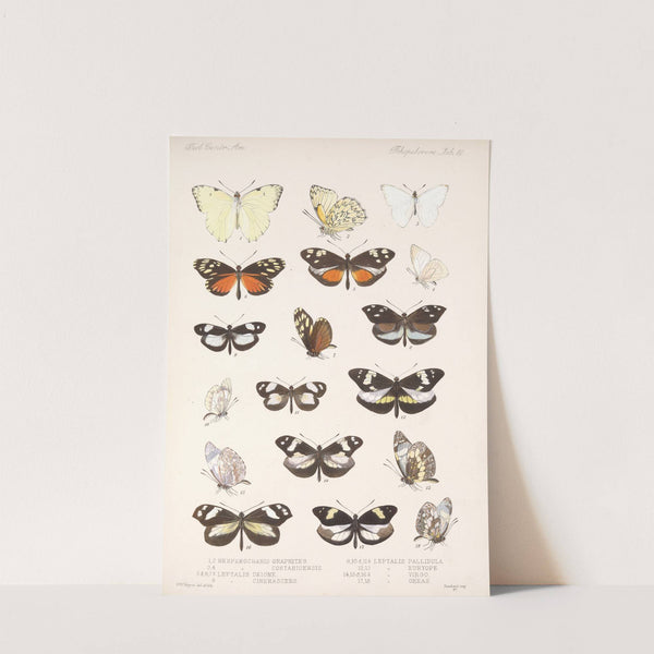 Insecta Lepidoptera-Rhopalocera Pl 061 by Frederick DuCane Godman