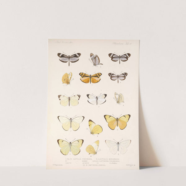 Insecta Lepidoptera-Rhopalocera Pl 062 by Frederick DuCane Godman