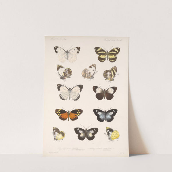 Insecta Lepidoptera-Rhopalocera Pl 063 by Frederick DuCane Godman