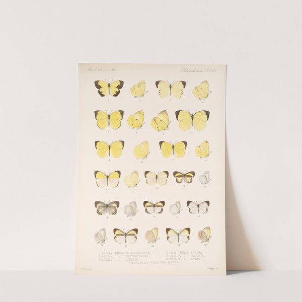 Insecta Lepidoptera-Rhopalocera Pl 064 by Frederick DuCane Godman