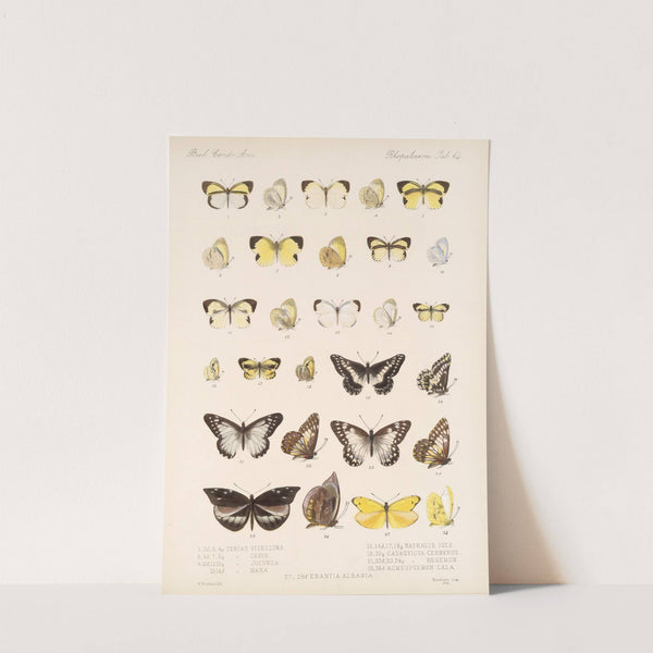 Insecta Lepidoptera-Rhopalocera Pl 065 by Frederick DuCane Godman