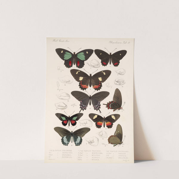 Insecta Lepidoptera-Rhopalocera Pl 066 by Frederick DuCane Godman