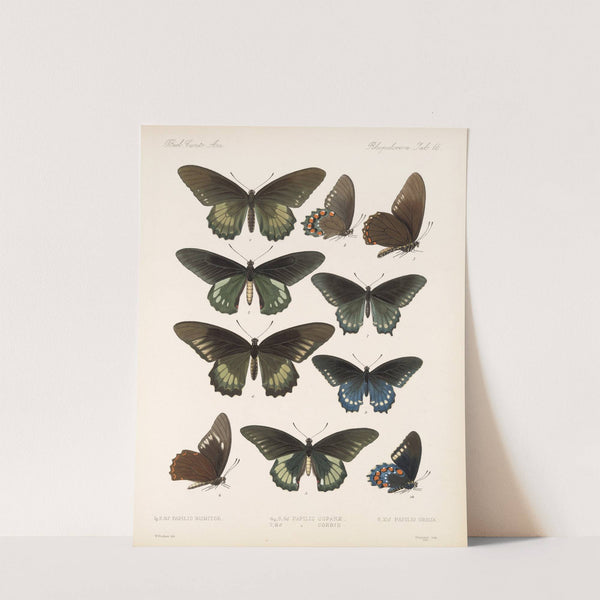 Insecta Lepidoptera-Rhopalocera Pl 067 by Frederick DuCane Godman