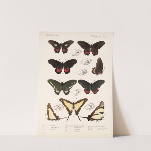 Insecta Lepidoptera-Rhopalocera Pl 068 by Frederick DuCane Godman