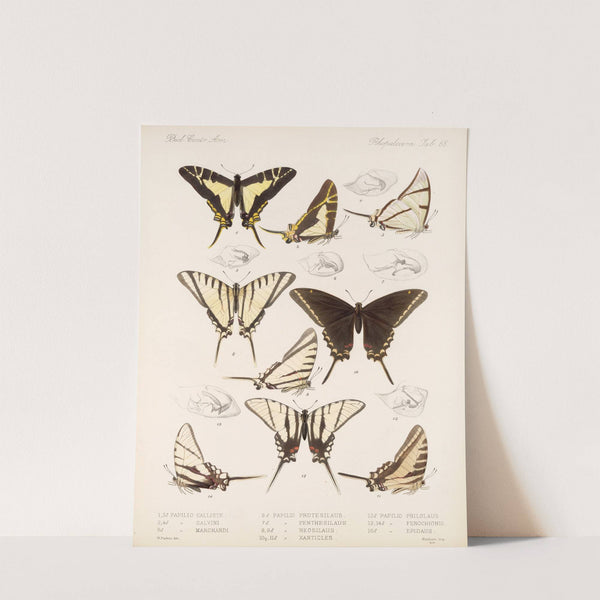 Insecta Lepidoptera-Rhopalocera Pl 069 by Frederick DuCane Godman